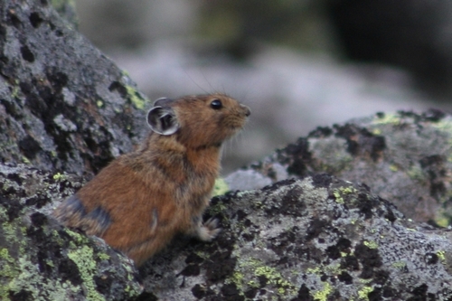 Northern Pika