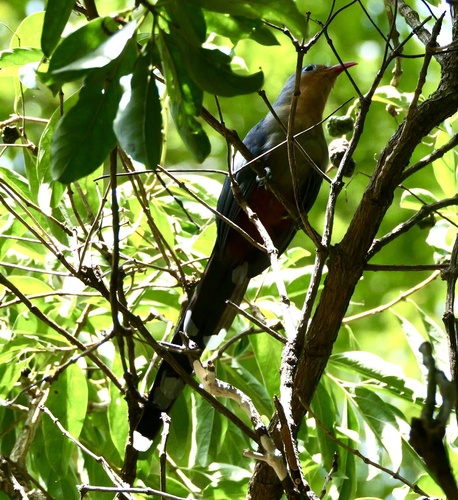 Red-billed Malkoha
