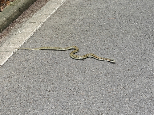 Chinese Tiger Keelback
