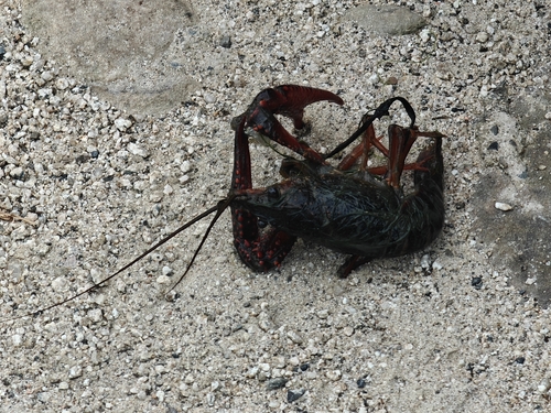 Red Swamp Crayfish