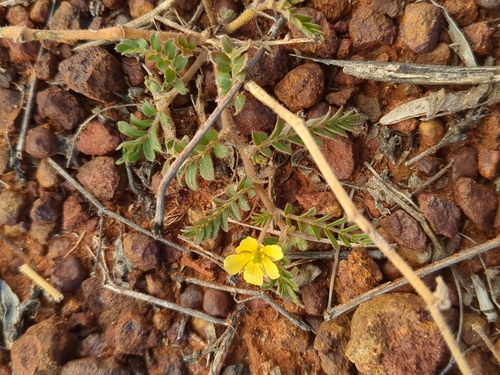 Devil Thorns