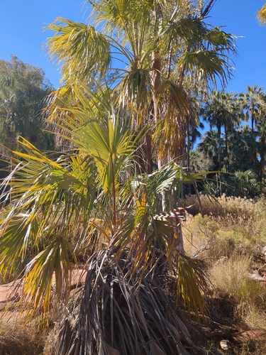 Red Cabbage Palm