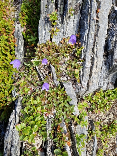 Giesecke's harebell