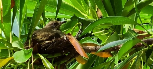 Streak-eared Bulbul