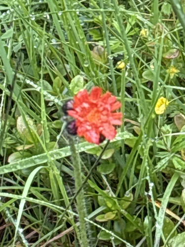 orange hawkweed