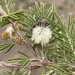 Acacia drepanolobium