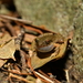 Lau's Leaf Litter Toad - Photo (c) 黄秦, all rights reserved