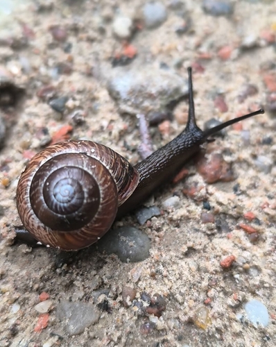 Copse Snail