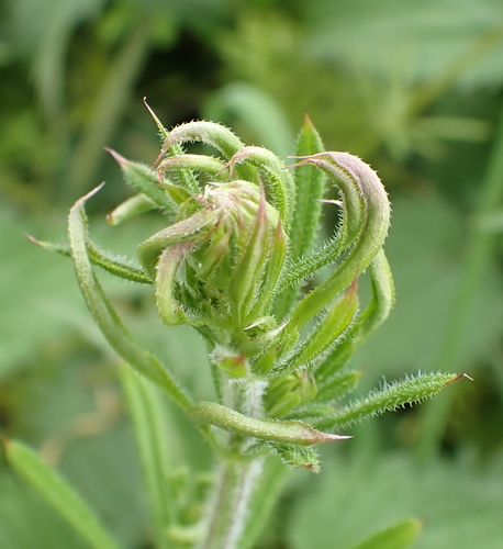 Galium gall mite