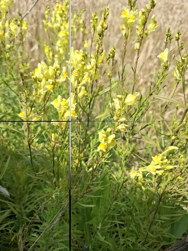 common toadflax