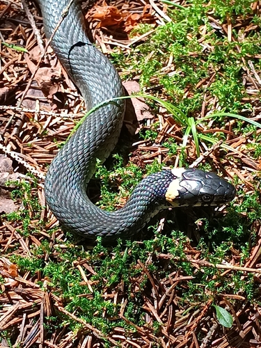grass snake