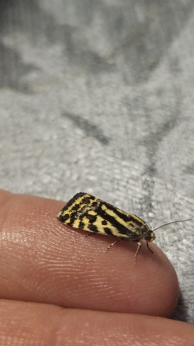 Spotted Sulphur