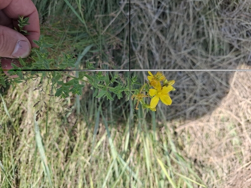 Common St. John's Wort