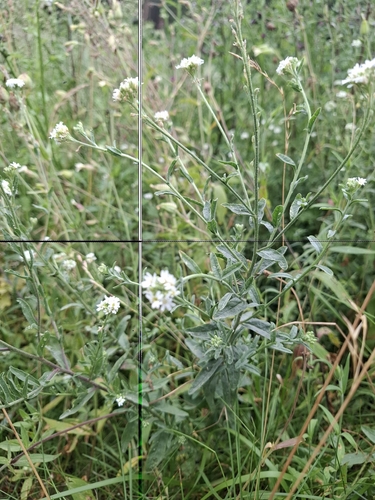 hoary alyssum