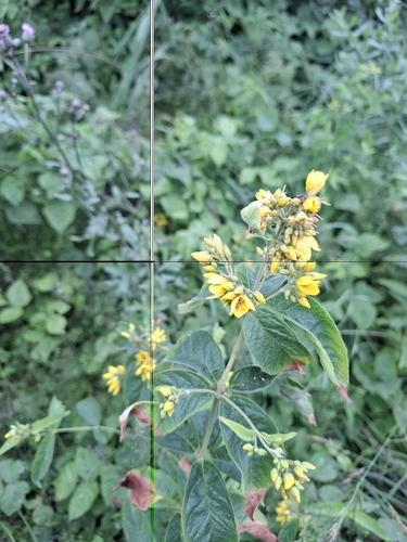 Yellow Loosestrife