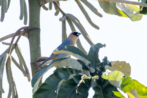 Cinnamon Tanager