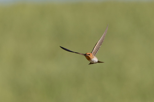 Tawny-headed Swallow