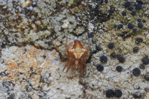 Evergreen Orbweaver