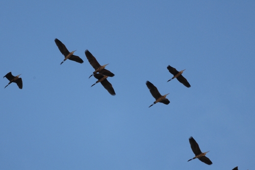 Purple Heron