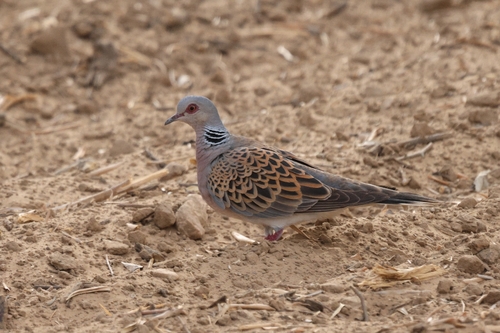 European Turtle-Dove