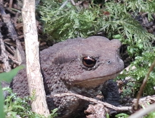 European Toad