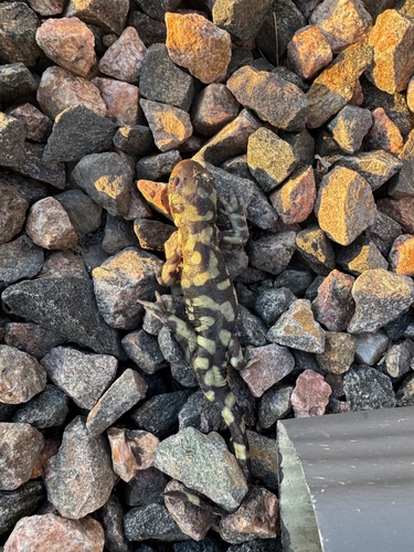 Western Tiger Salamander observed by robert_slaght