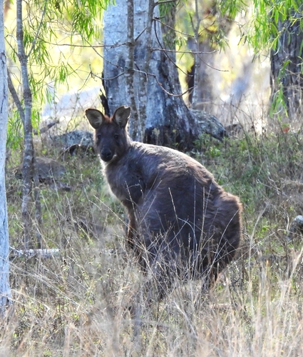 Eastern Wallaroo