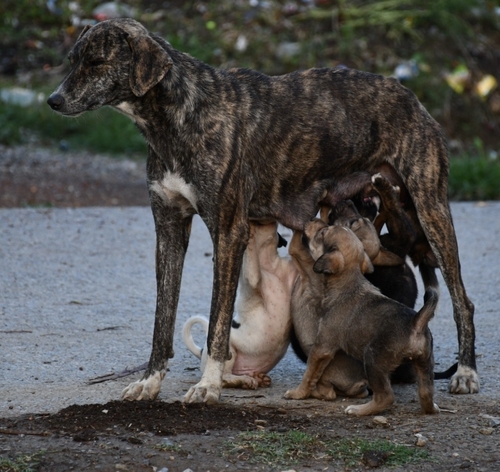 Domestic Dog observed by hassan36596