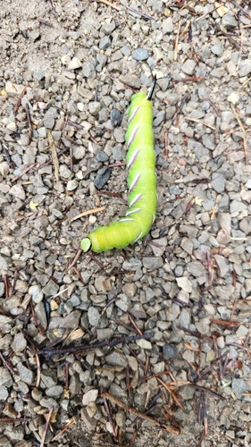 Privet Hawkmoth