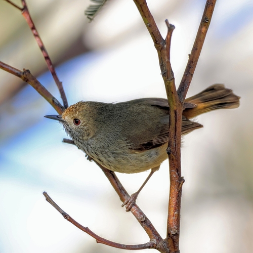 Brown Thornbill