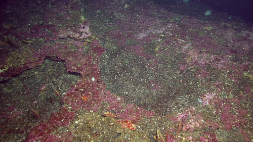 Red Irish Lord (Seamounts of Canada's Large Offshore Pacific Area of ...