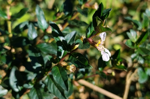Cuphea ingrata