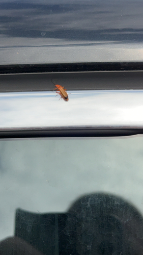 Common Red Soldier Beetle