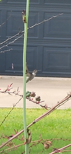 Black-chinned Hummingbird observed by zelaznyfamily