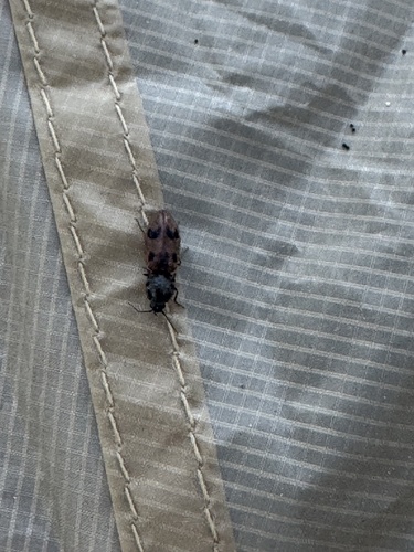 iNaturalist observation photo of Three-spotted Click Beetle