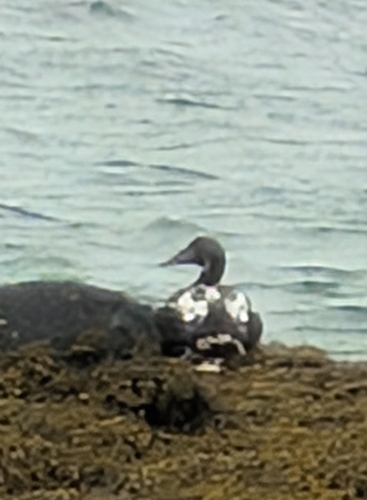 Common Eider