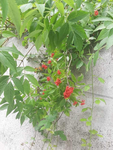 red-berried elder