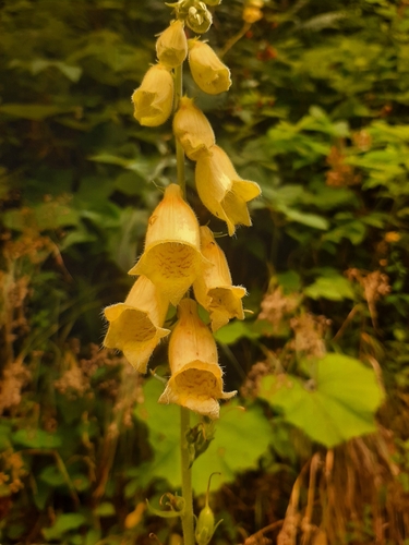 Yellow Foxglove