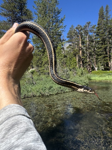 iNaturalist observation photo of Mountain Garter Snake