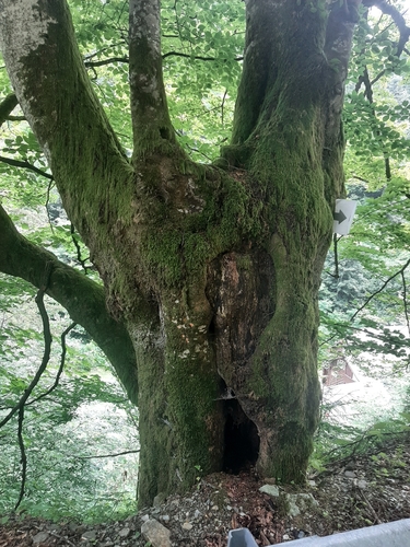 European beech