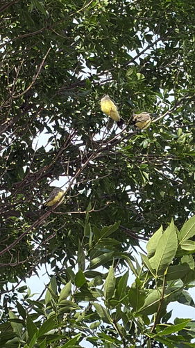 Western Kingbird