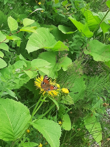 European Peacock Butterfly