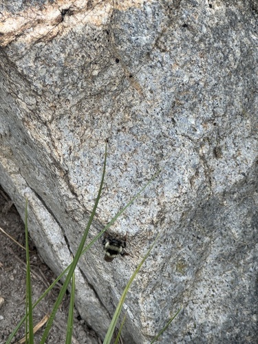 iNaturalist observation photo of Vancouver Bumble Bee
