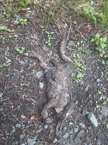 European Toad