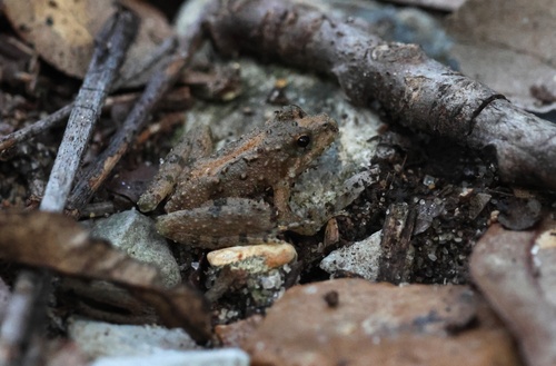 Blanchard's Cricket Frog
