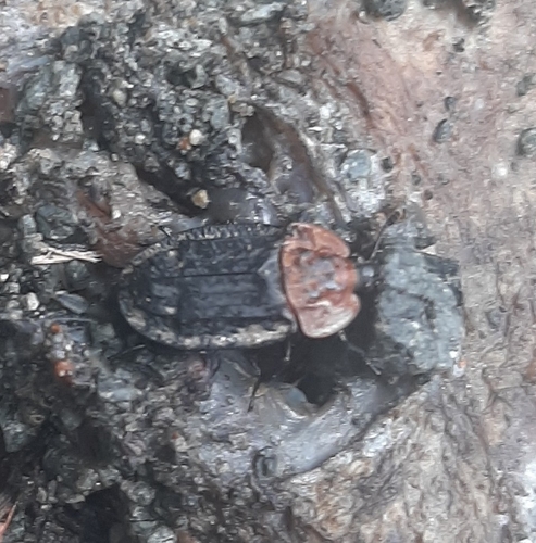 Red-breasted Carrion Beetle