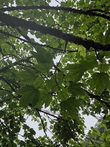 Acer sterculiaceum franchetii