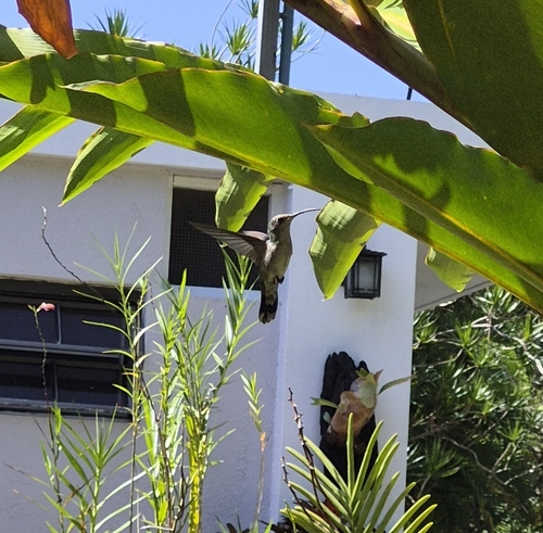 Puerto Rican Mango