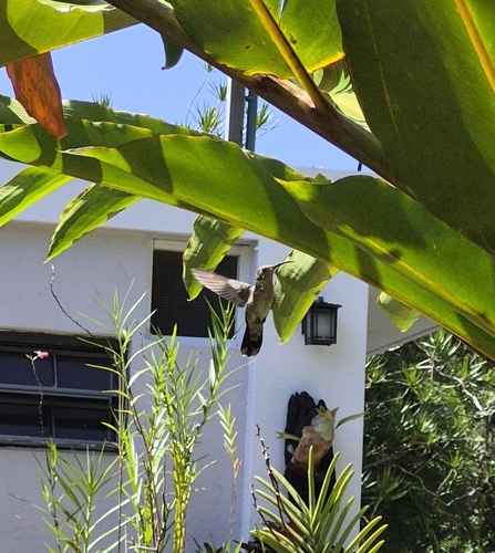 Puerto Rican Mango