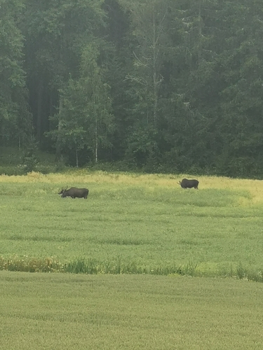 Moose observed by minimaailma